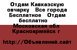 Отдам Кавказскую овчарку - Все города Бесплатное » Отдам бесплатно   . Московская обл.,Красноармейск г.